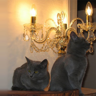zwei kleine katzen vor lampe